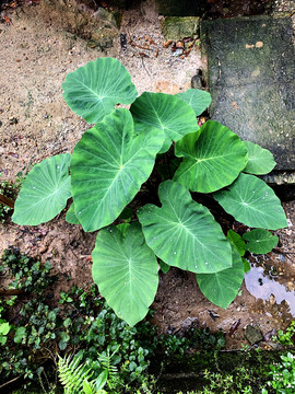 芋头植株