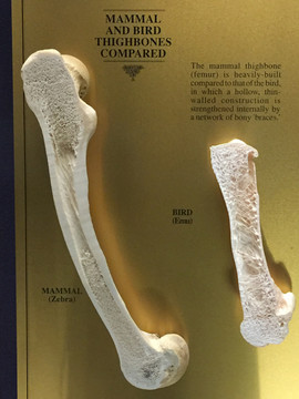 骨骼标本