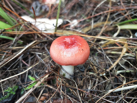 蘑菇