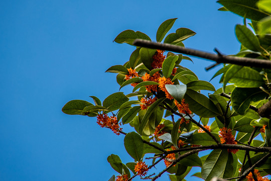 桂花