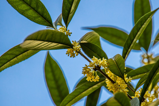 桂花