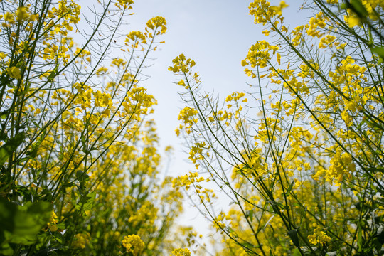 油菜花