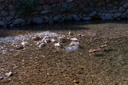 清澈溪流里的鸭子