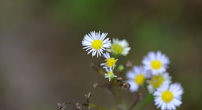 野花微距