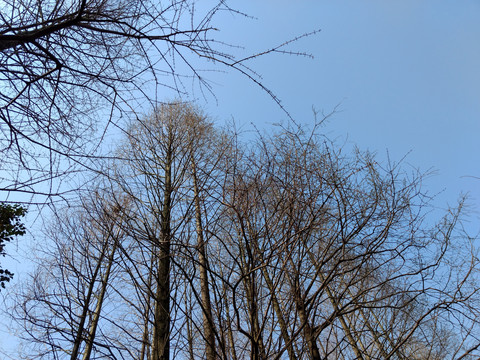 冬季的天空与树枝