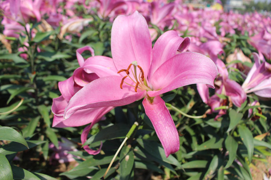 粉色百合花