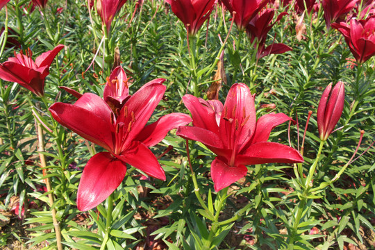 红色百合花