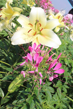 白色百合花