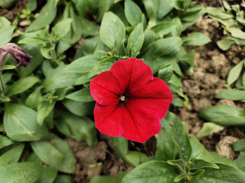 碧冬茄花儿开