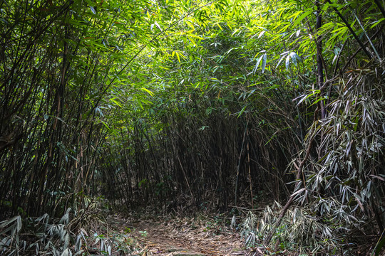 山中竹林小路