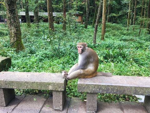 金丝猴