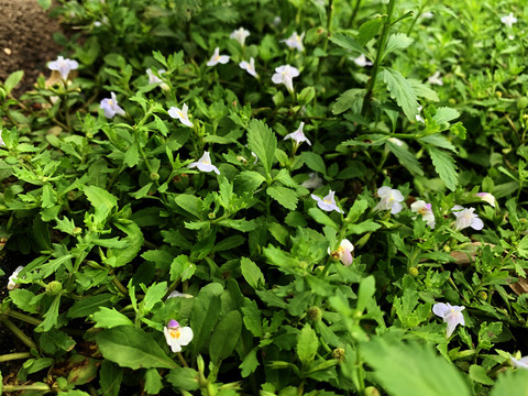 泥花草