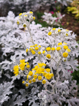 银叶菊花