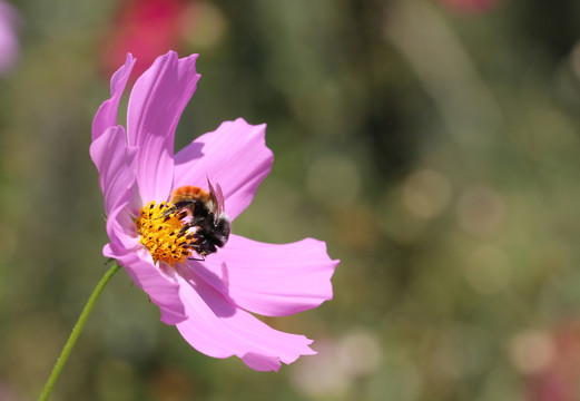 蜜蜂