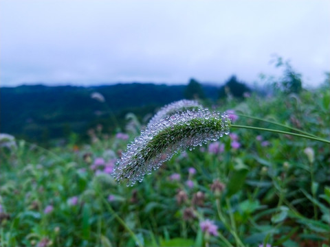 狗尾巴草