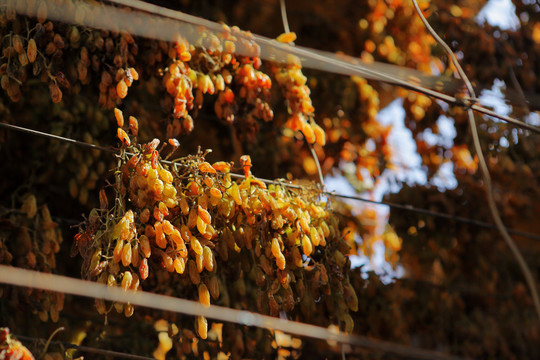 吐鲁番葡萄架上的葡萄干