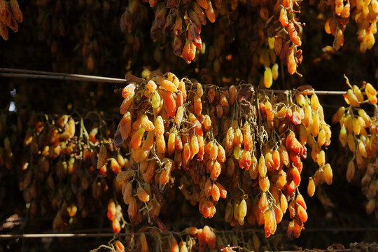 吐鲁番葡萄沟晾房里的葡萄干