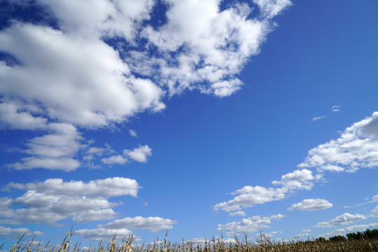 秋天玉米地上空的蓝天白云