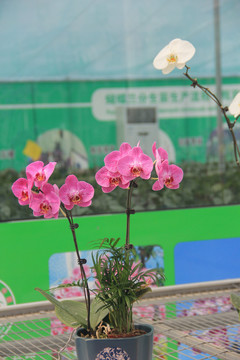 兰花