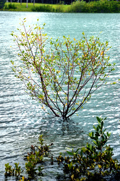 湖边上的小榕树