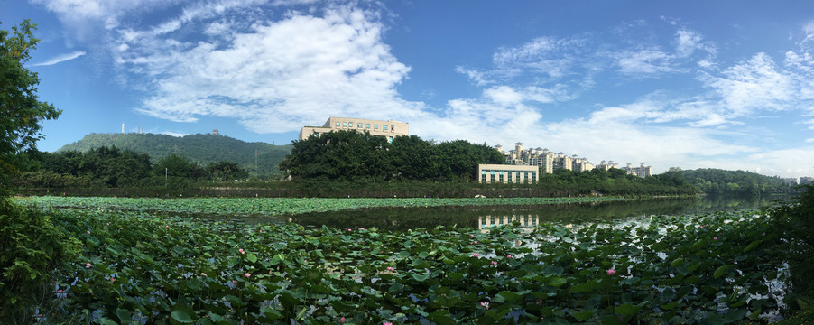 荷花蓝天白去湖水