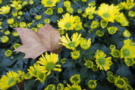 菊花