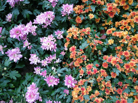 菊花