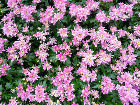 菊花