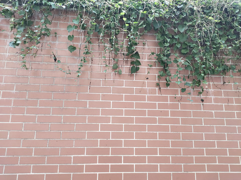绿植与外墙砖