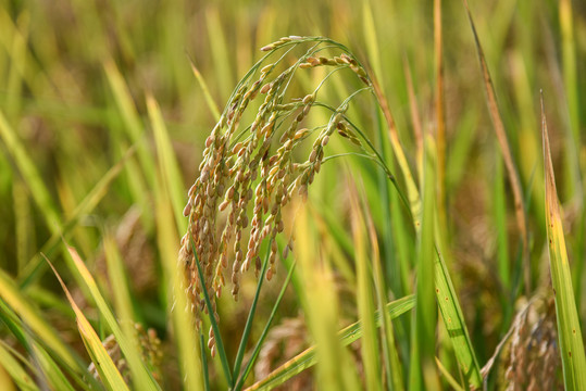 稻田稻穗