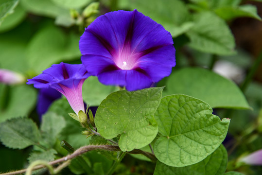 蓝色的牵牛花