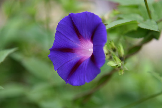 蓝色的牵牛花