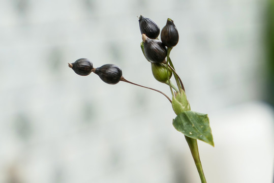 云南师宗五龙的芦谷芦米