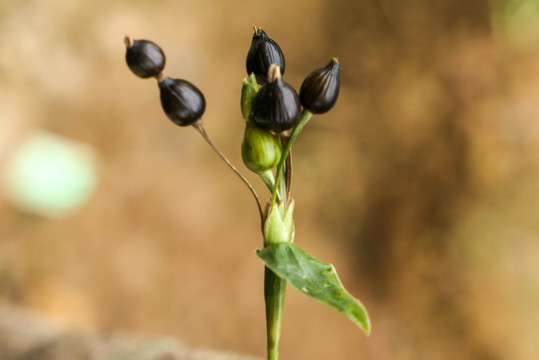 云南师宗五龙的芦谷芦米