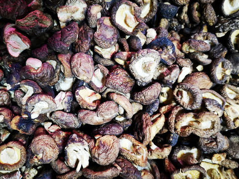 野生香菇