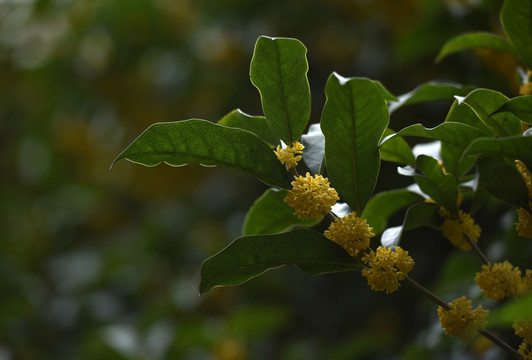 桂花