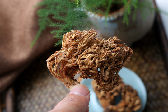 鹿茸菌