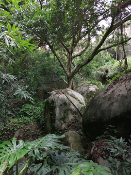扎根在石头的孤树