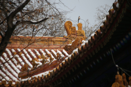 孔庙国子监古建筑雪景