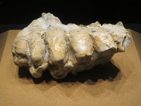 乳齿象上牙床化石