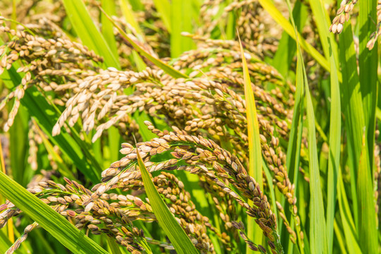 黑稻米稻穗