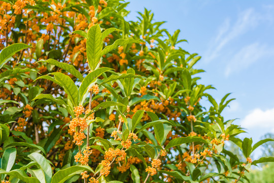 桂花开花