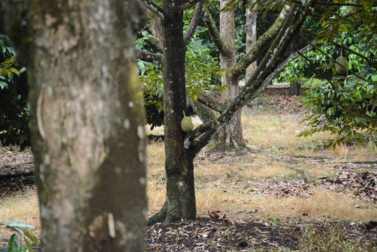 泰国榴莲树