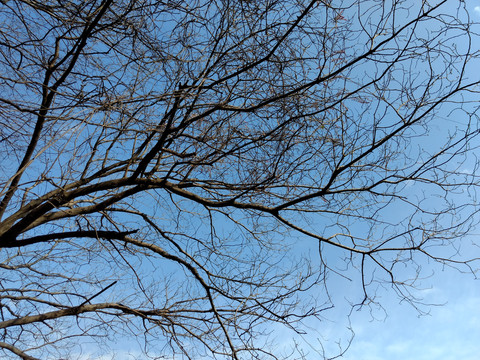 冬天的天空树枝