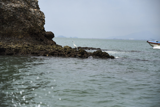 海岛海鸥