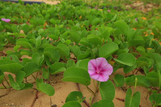 绿植牵牛花