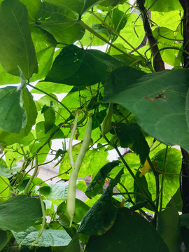 四季豆种植
