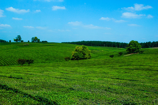 茶园茶场茶厂