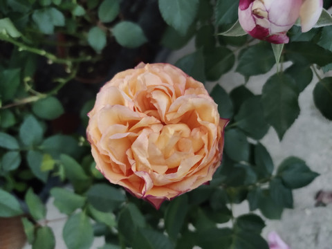 玫瑰花