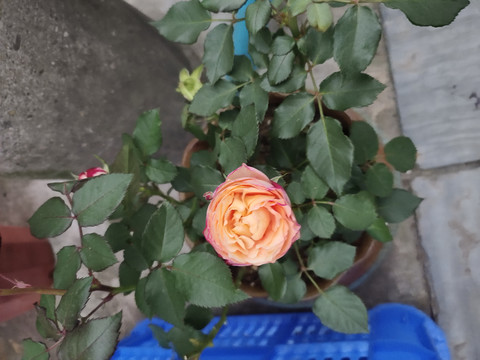 玫瑰花特写